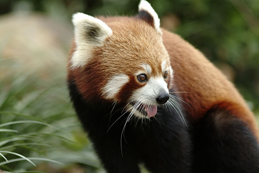 Red_Panda_2