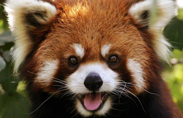 red-panda_1455465i