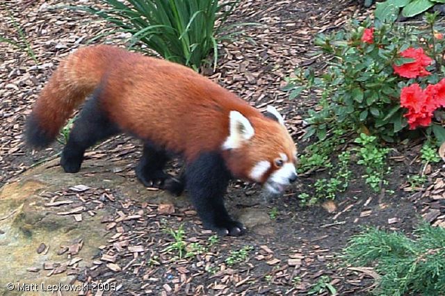 zoo-red-panda-02